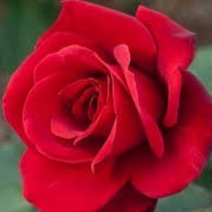 Meet your Posher, Kendall